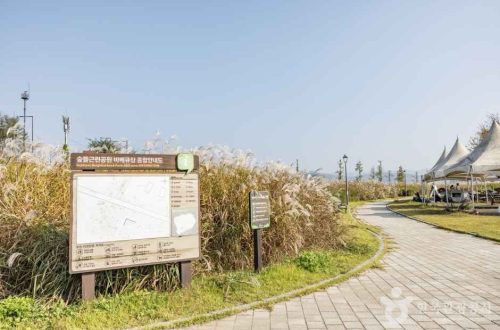 “세종 숲뜰근린공원에서 즐기는 가을 코스모스와 소중한 피크닉 경험”