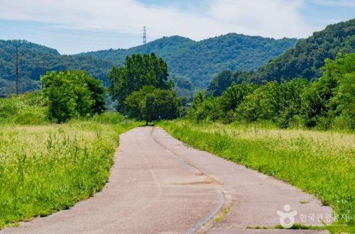“부용체육공원, 봄철 유채꽃밭에서의 완벽한 나들이”
