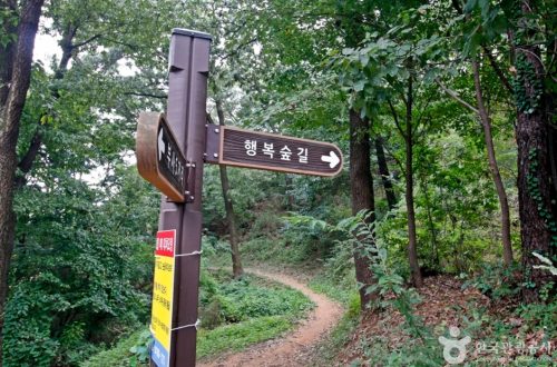 “대전 보문산 행복 숲 둘레길, 시원한 나무 그늘 아래 걷기”