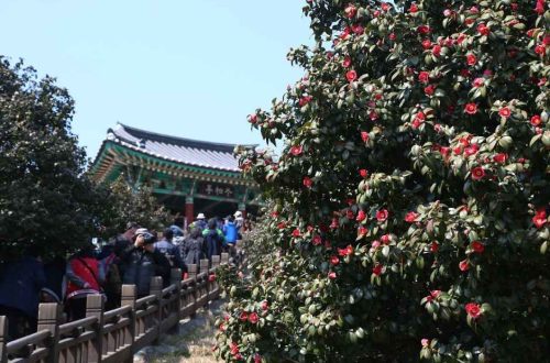 서천 동백꽃 주꾸미 축제