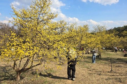 이천백사 산수유꽃축제